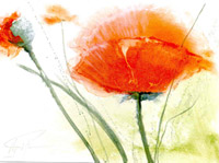 Faszination mohn IV
