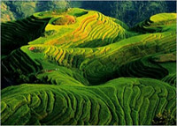 Rizieres en terrasse, chine