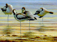 Sleeping pied avocets