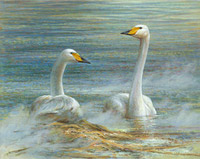 Two Whooper swans