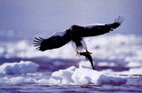 Sea eagle