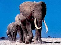 Procession