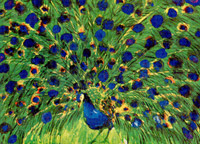 Peacock