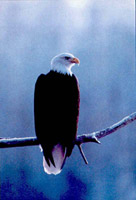 Bald eagle