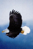 Bald eagle