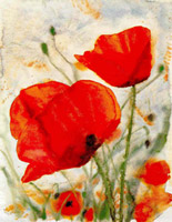 Tuscany poppies I