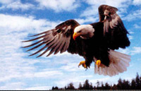 American bald eagle