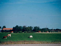 Vierhuizen