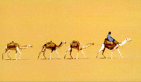 Caravanes du sel,tenere, sahara