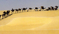 Caravanes du sel,tenere, niger