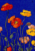 Poppies in love