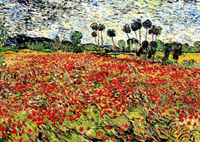 Field of poppies