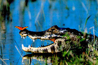 Yacara caiman