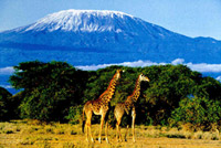 Girafes mont kilimandjaro
